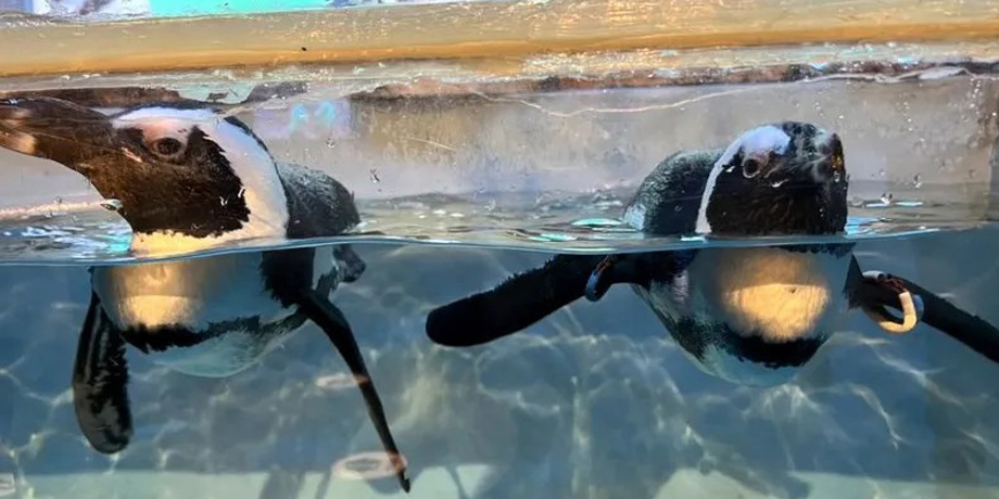 ペンギンのいるダイニングバー 沖縄メイン画像2
