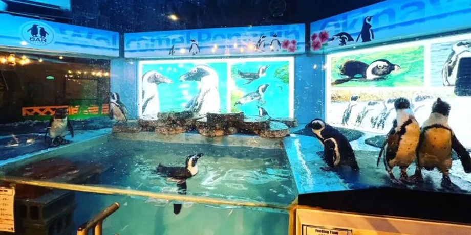 ペンギンのいるダイニングバー 沖縄メイン画像3